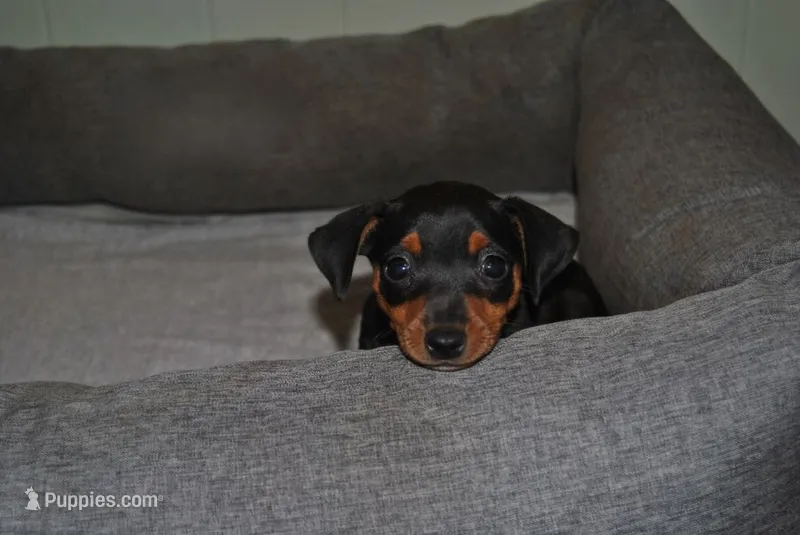 Gina – Miniature Pinscher puppy on hold in Conway, MO