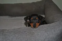 Gina, a female Miniature Pinscher for sale in Conway, MO – 1 of 9