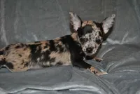 Lady, a female Chihuahua for sale in Conway, MO – 4 of 9