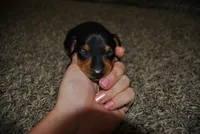 Conner, a female Miniature Pinscher for sale in Conway, MO – 3 of 4