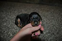 Caleb, a female Miniature Pinscher for sale in Conway, MO – 3 of 4