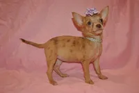 Carol, a female Chihuahua for sale in Conway, MO – 3 of 9