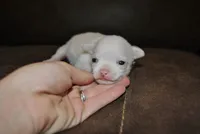 Tito, a male Chihuahua for sale in Conway, MO – 1 of 3