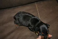 Gina, a female Miniature Pinscher for sale in Conway, MO – 3 of 3