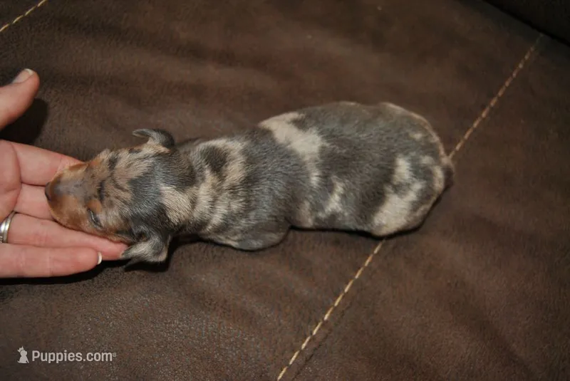 Royce – Miniature Pinscher puppy on hold in Conway, MO