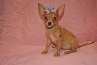 Carol, a female Chihuahua for sale in Conway, MO – 2 of 9