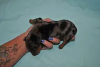 Dean, a male Miniature Pinscher for sale in Conway, MO – 5 of 6
