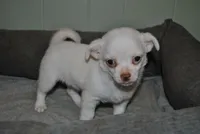 Tito, a male Chihuahua for sale in Conway, MO – 2 of 9