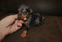 Duke, a male Miniature Pinscher for sale in Conway, MO – 3 of 6
