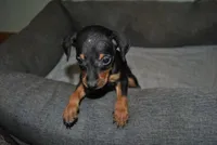 Caleb, a female Miniature Pinscher for sale in Conway, MO – 2 of 4