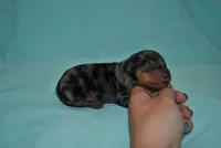 Dean, a male Miniature Pinscher for sale in Conway, MO – 6 of 6