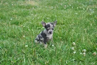 Lady, a female Chihuahua for sale in Conway, MO – 7 of 9