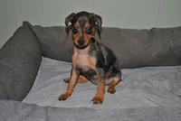 Dayla, a female Miniature Pinscher for sale in Conway, MO – 2 of 9