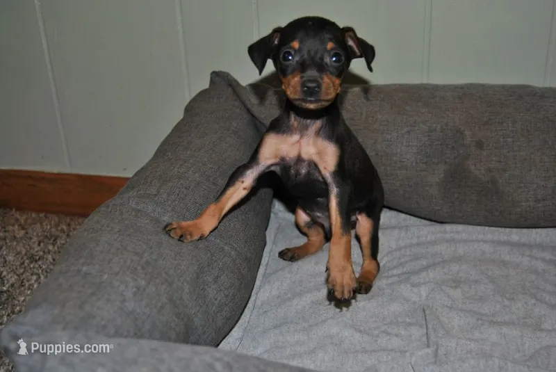 Caleb – Miniature Pinscher puppy for sale in Conway, MO
