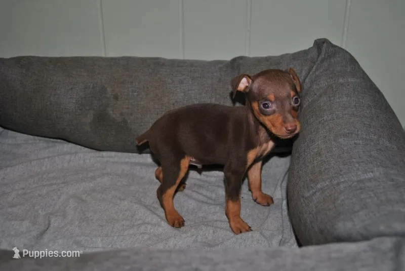 Curtis – Miniature Pinscher puppy for sale in Conway, MO