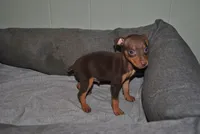 Curtis, a female Miniature Pinscher for sale in Conway, MO – 1 of 5