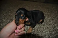 Carter, a female Miniature Pinscher for sale in Conway, MO – 4 of 4