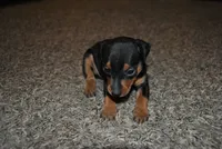 Gina, a female Miniature Pinscher for sale in Conway, MO – 4 of 9