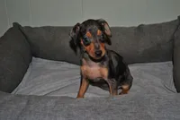 Dayla, a female Miniature Pinscher for sale in Conway, MO – 3 of 9