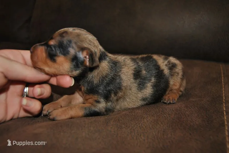 Rex – Miniature Pinscher puppy for sale in Conway, MO