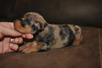 Rex, a male Miniature Pinscher for sale in Conway, MO – 1 of 3