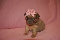 Zena, a female Chihuahua for sale in Conway, MO – 4 of 6