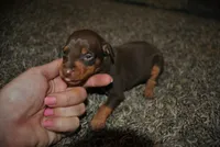 Curtis, a female Miniature Pinscher for sale in Conway, MO – 4 of 5