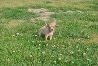 Carol, a female Chihuahua for sale in Conway, MO – 7 of 9