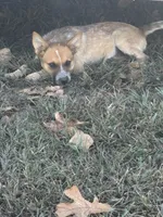 Cinnamon , a female Australian Cattle Dog for sale in Conway, MO – 1 of 2