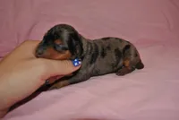 Danna, a female Miniature Pinscher for sale in Conway, MO – 6 of 6