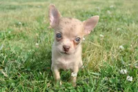 Carol, a female Chihuahua for sale in Conway, MO – 9 of 9
