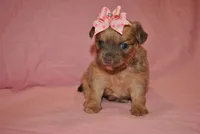 Zena, a female Chihuahua for sale in Conway, MO – 6 of 6