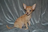 Carol, a female Chihuahua for sale in Conway, MO – 5 of 9
