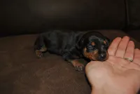 Gina, a female Miniature Pinscher for sale in Conway, MO – 2 of 3