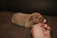 Rocker, a male Miniature Pinscher for sale in Conway, MO – 3 of 3