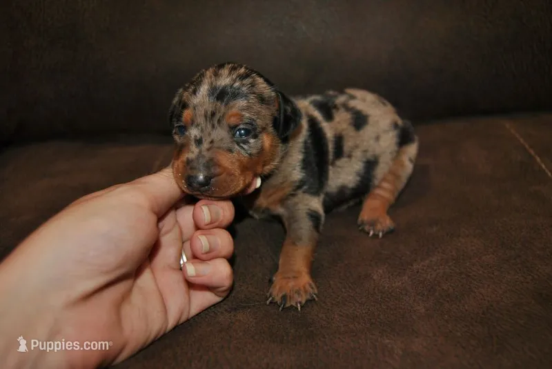 Grayson – Miniature Pinscher puppy for sale in Conway, MO