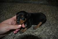 Callie, a female Miniature Pinscher for sale in Conway, MO – 5 of 5