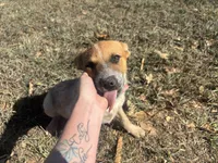 Cinnamon , a female Australian Cattle Dog for sale in Conway, MO – 2 of 2