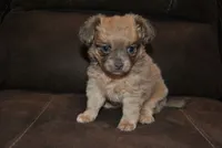 Zena, a female Chihuahua for sale in Conway, MO – 3 of 6