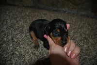 Callie, a female Miniature Pinscher for sale in Conway, MO – 4 of 5