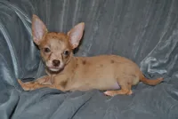 Carol, a female Chihuahua for sale in Conway, MO – 6 of 9