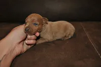 Rocker, a male Miniature Pinscher for sale in Conway, MO – 2 of 3