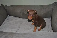 Curtis, a female Miniature Pinscher for sale in Conway, MO – 2 of 5