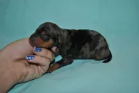 Duke, a male Miniature Pinscher for sale in Conway, MO – 4 of 6