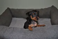 Gina, a female Miniature Pinscher for sale in Conway, MO – 2 of 9