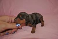 Dayla, a female Miniature Pinscher for sale in Conway, MO – 6 of 6