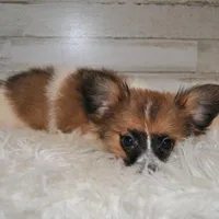 Axl, a male Papillon for sale in Conway, MO – Photo 2 of 7