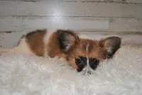 Axl, a male Papillon for sale in Conway, MO – Photo 2 of 7