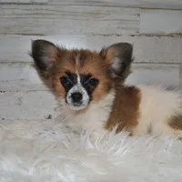 Axl, a male Papillon for sale in Conway, MO – Photo 1 of 7