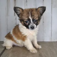 Axl, a male Papillon for sale in Conway, MO – Photo 5 of 7